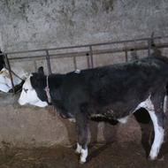 گوساله سیمیتال ماده جنس عالی