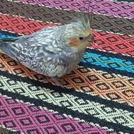 (عروس هلندی )