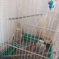 پرنده عروس هلندی آواز خوان همراه با قفس