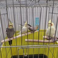 طوطی.عروس هلندی