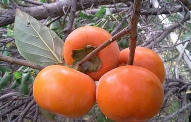 300متر زمین واقع در لزربن