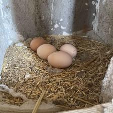 تخم مرغ محلی نطفعه دار 100 درصد