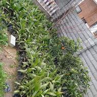 پالم واشنگتون تنه قرمز