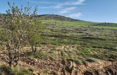 فروش فوری زمین باغی در دهنو قلندری خان زنیان شیراز