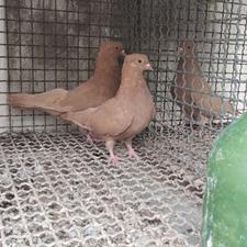 یک جفت زرد آجری به شرط