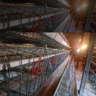 قفس مرغ تخم گذار