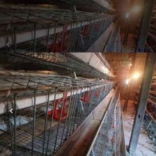 قفس مرغ تخم گذار