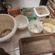 تعدادی گلدان