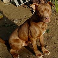 سگ پیت بول واگذاری