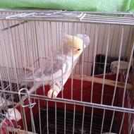 عروس هلندی مرغ عشق فنج گلبسر