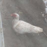 اردک اسرائیلی سفید