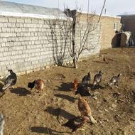 پنج عدد بوقلمون