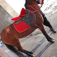 اسب کهر سردم گیر