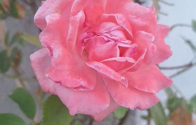 باغچه 500 متری واقع در شاهنامه 80 نرسیده به روستای نقاب