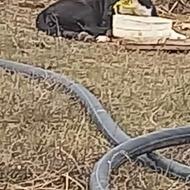 سگ پیتبول ماده جوان نجات خوب و سرحال واگذاری