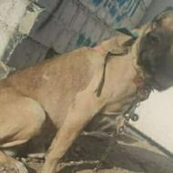 سگ سگ سرابی واگزاری