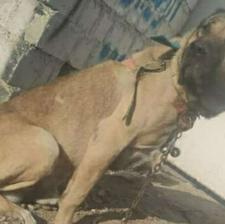 سگ سگ سرابی واگزاری