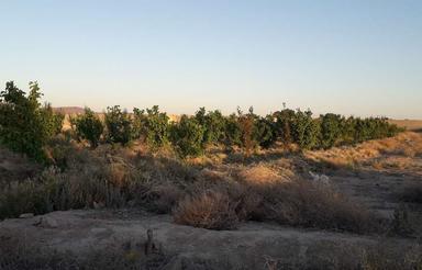 فر وشی 2600متر زمین کشاورزی