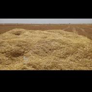 کاه درجه 1 و سفید