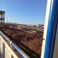 کود گوسفندی و گاوی