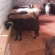 فروش 30 راس بره نر زال