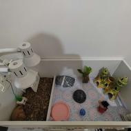 لاکپشت همراه تراریوم