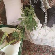 گل شش سال نیم سن سالشه