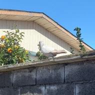 کبوتر ماده پرشی