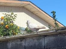 کبوتر ماده پرشی در شیپور