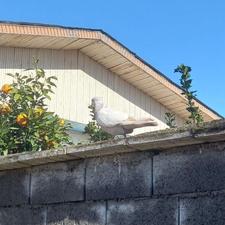 کبوتر ماده پرشی