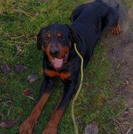 سگ روت وایلر واگذاری