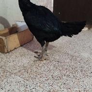 مرغ لاری اصیل نژادترک