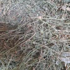 یونجه دیم پرواری