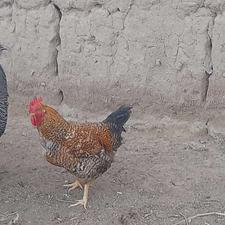 خروس محلی چاق