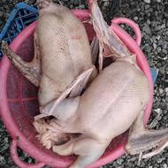 پرکردن و شستن انواع غاز اردک و مرغ و بوقلمون