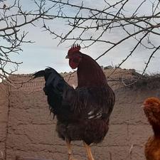 خروس محلی چاق