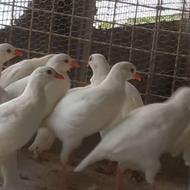 کبک سفید به صورت عمده و تکی