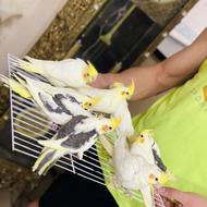 8 عدد نرم خور