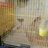 حراج سهره قناری وگلبسر وسه تا مرغ عشق فروشی روی هم