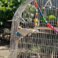 فروش جفت طوطی نر و ماده همراه با وسایل مورد نیاز