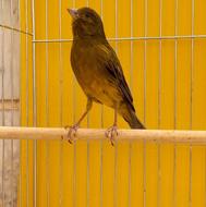 قناری نر قرص نژاد دار