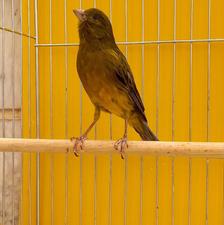 قناری نر قرص نژاد دار