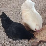 جفت مرغ و خروس مرغ گلین و خروس دورگه ابریشمی و سلطان