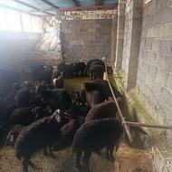 استخدام چوپان