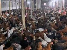 فروش 15 هزار قطعه نیمچه 115 روز در شیپور