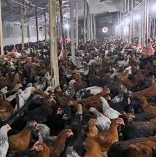 فروش 15 هزار قطعه نیمچه 115 روز