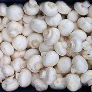 خریدار قارچ شما با بهترین قیمت هستین