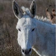 الاغ زیبا و نازنین