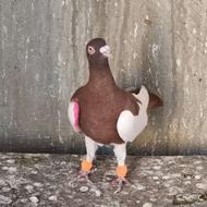 کفتر یهودی نر و سبز پلاکی ماده