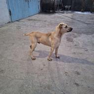 واگذاری سگ سرابی 16 ماه